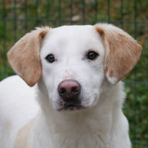 Agros - Mixed Breed available for adoption
