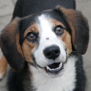 Anelina - Dog available for adoption