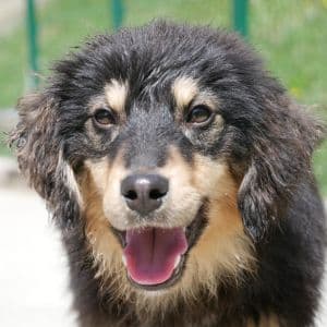 Arwen - Mixed Breed available for adoption