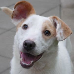 Esma - Mixed Breed available for adoption