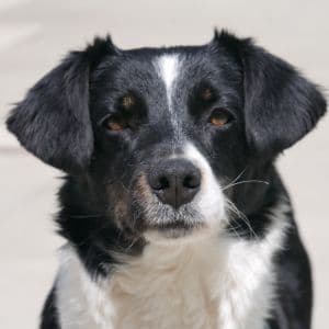 Lara - Mixed Breed available for adoption