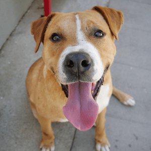 Marvel - Mixed Breed available for adoption