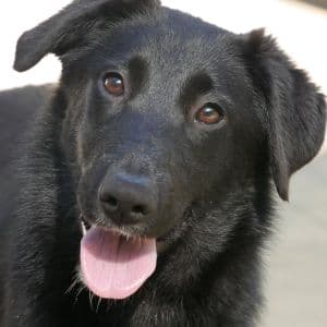 Mela - Mixed Breed available for adoption