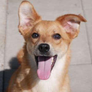 Molly - Mixed Breed available for adoption