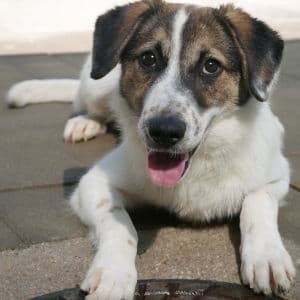 Nanda - Mixed Breed available for adoption
