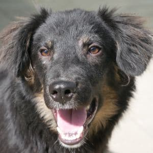 Rajder - Mixed Breed available for adoption
