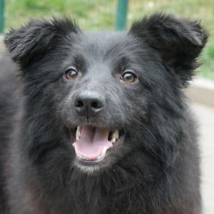 Rihana - Mixed Breed available for adoption