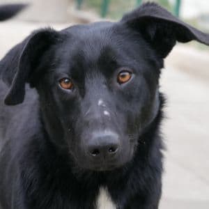 Salkon - Mixed Breed available for adoption