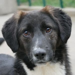 Step - Mixed Breed available for adoption