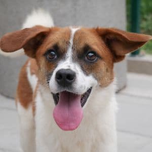 Steven - Mixed Breed available for adoption