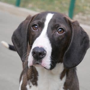 Timmy - Mixed Breed available for adoption