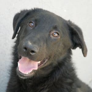 Veta - Mixed Breed available for adoption