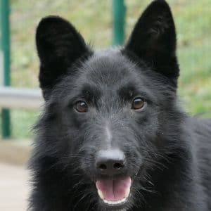 Yano - Mixed Breed available for adoption