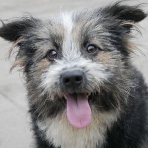 Yoyo - Mixed Breed available for adoption