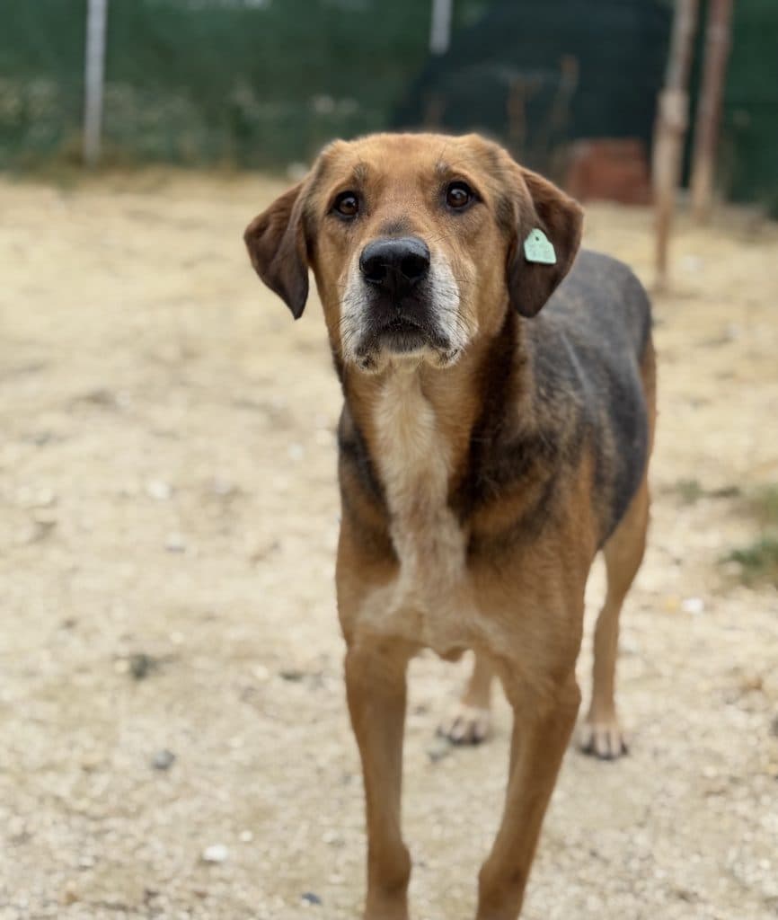 Dare - Mixed Breed available for adoption