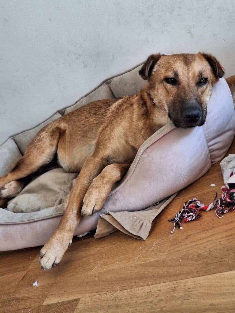 Dena - Mixed Breed available for adoption