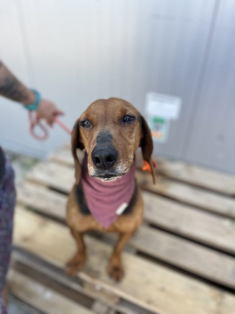 Denica - Mixed Breed available for adoption