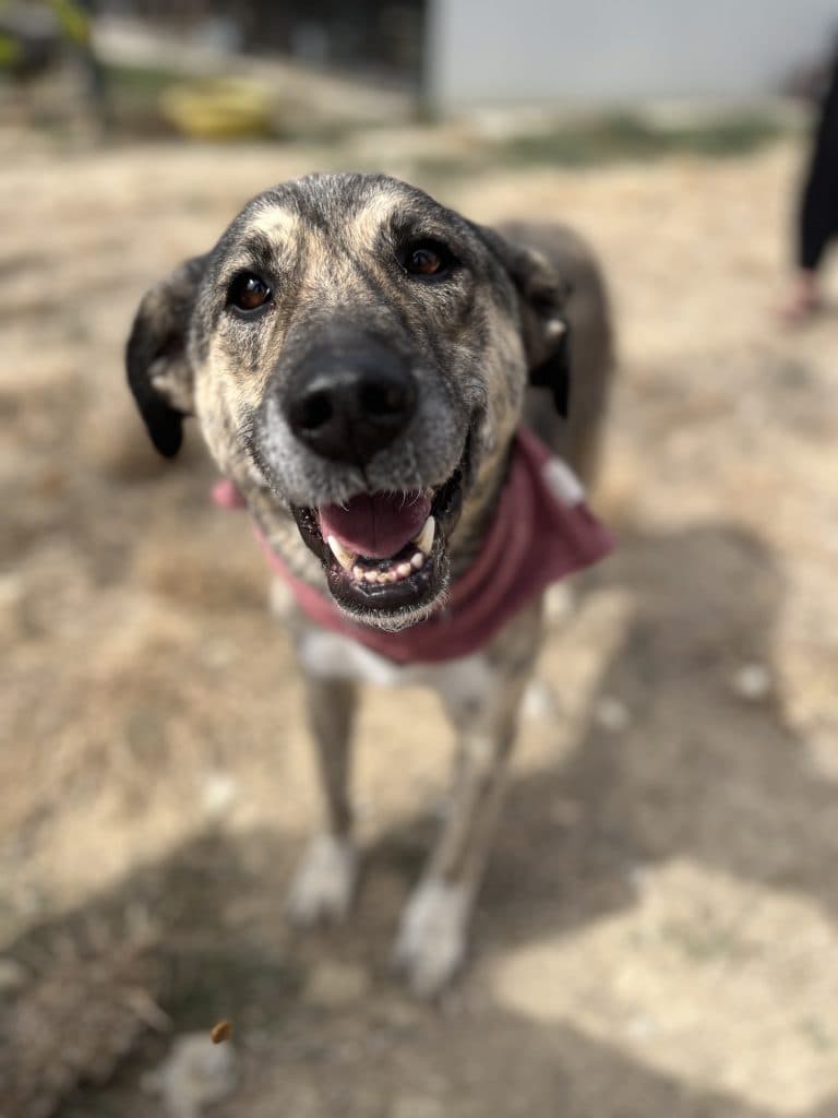 Didi - Mixed Breed available for adoption