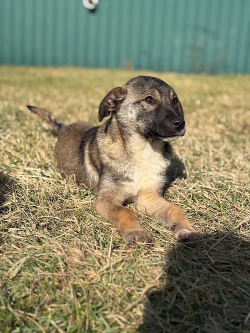 Emmi - Mixed Breed available for adoption