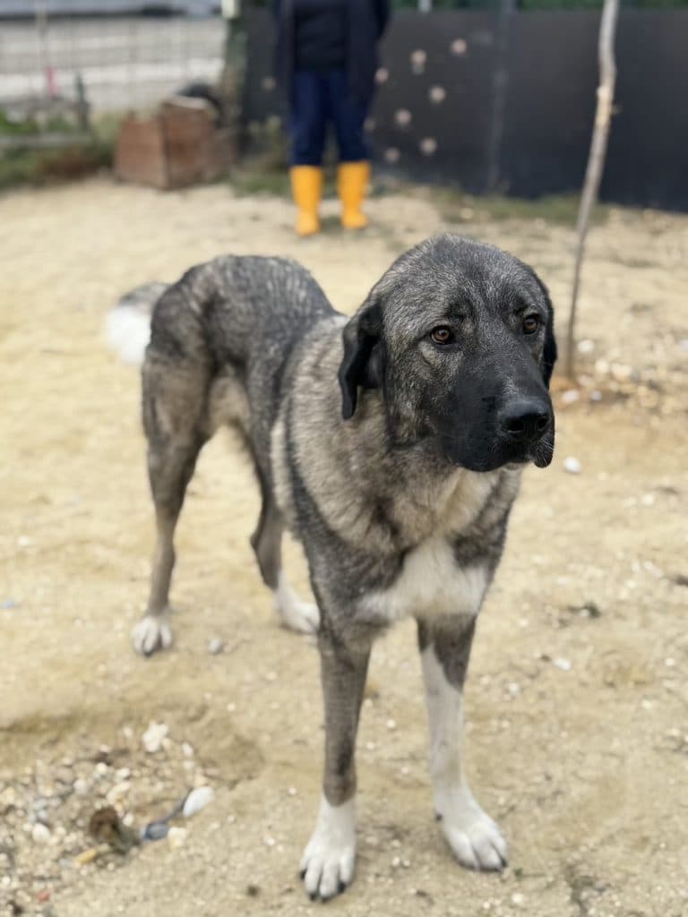 Gin - Mixed Breed available for adoption