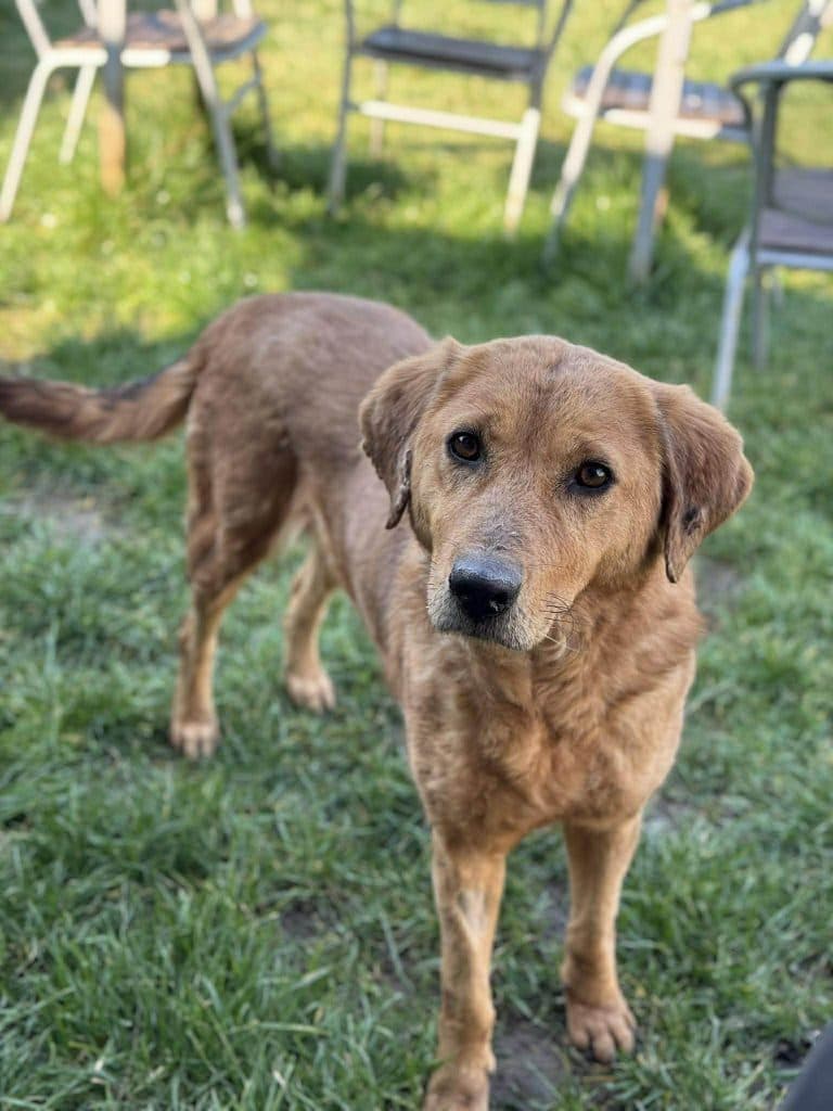 Heidi - Mixed Breed available for adoption