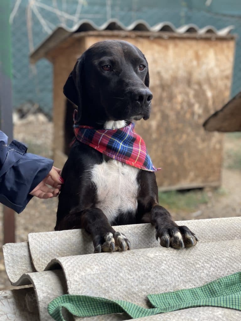 Jeca - Mixed Breed available for adoption