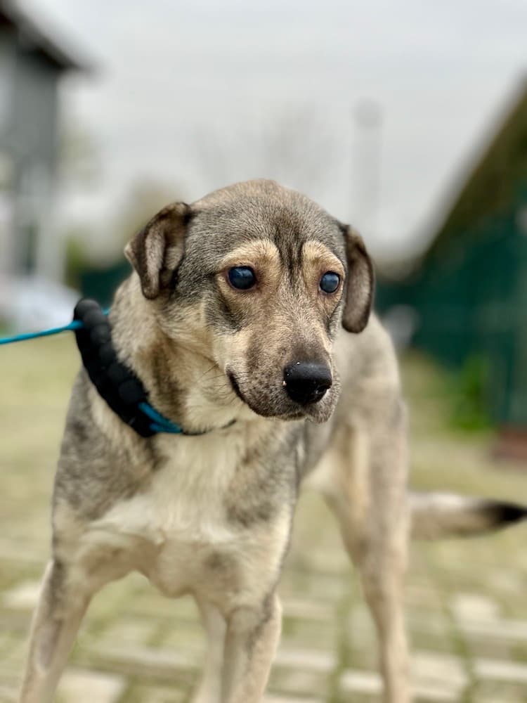 Lida - Mixed Breed available for adoption