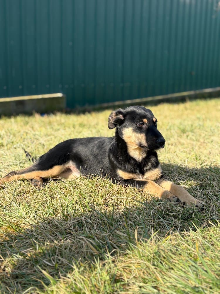 Lilly - Mixed Breed available for adoption