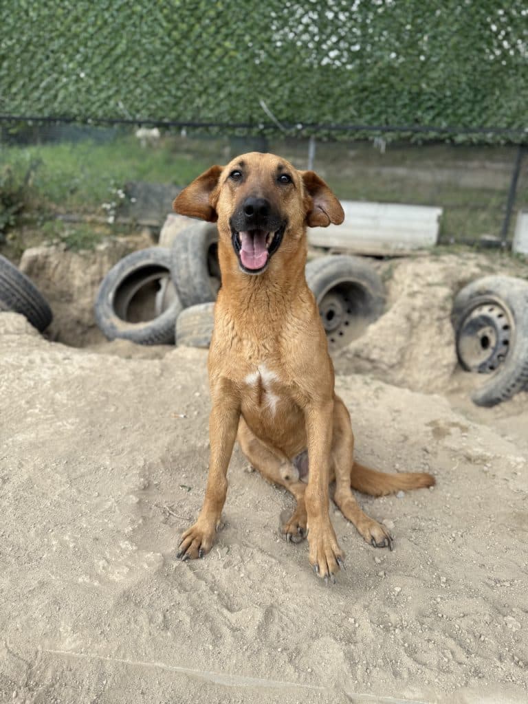 Loki - Mixed Breed available for adoption