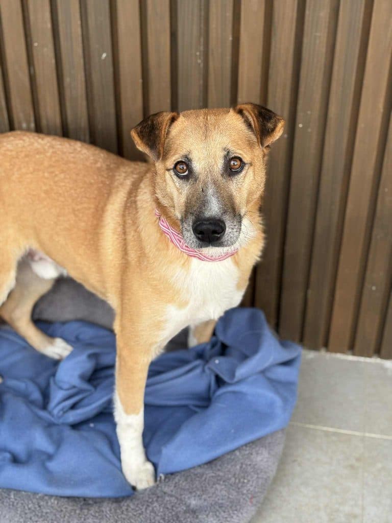 Olli - Mixed Breed available for adoption