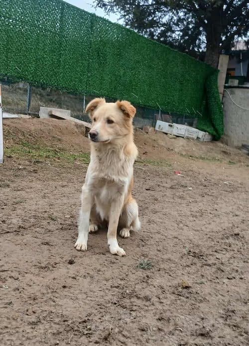 Pako - Mixed Breed available for adoption