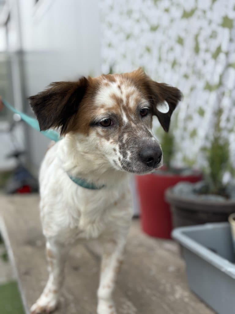 Pupi - Mixed Breed available for adoption