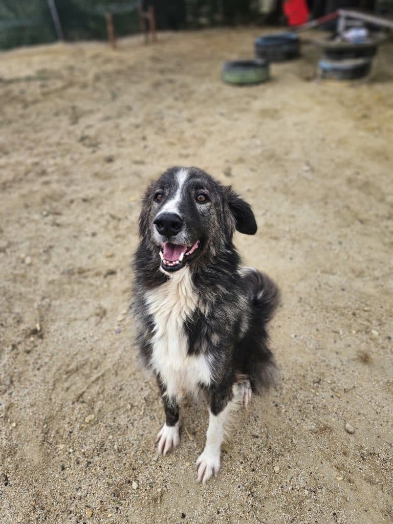 Share - Mixed Breed available for adoption