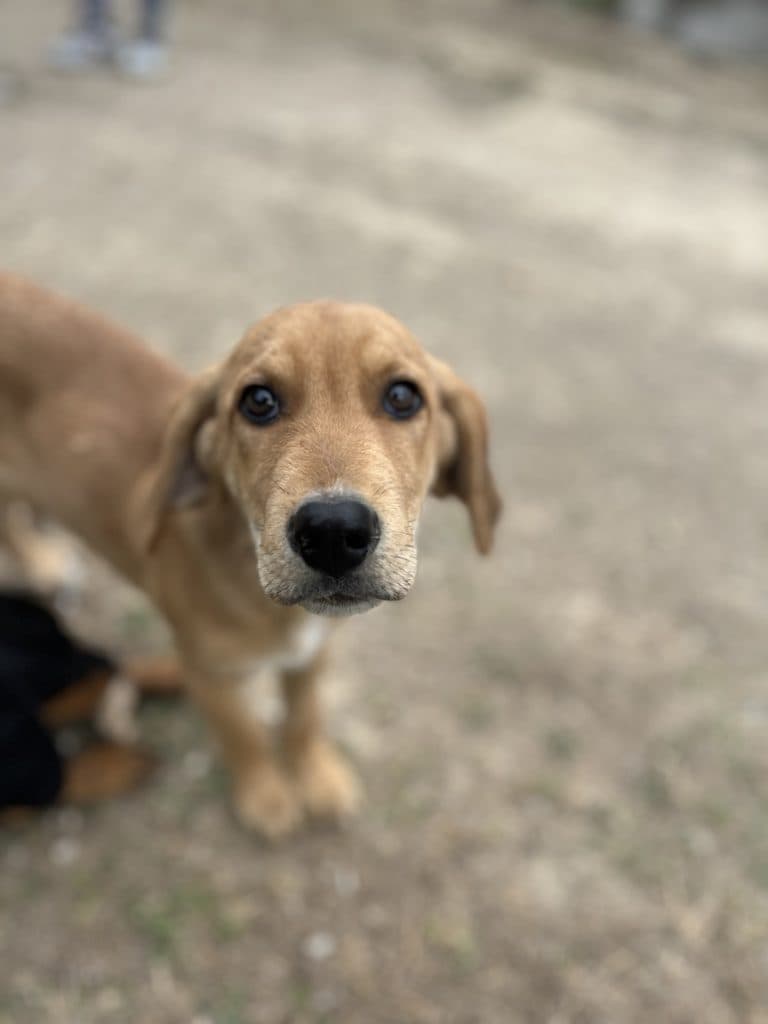 Smokie - Mixed Breed available for adoption