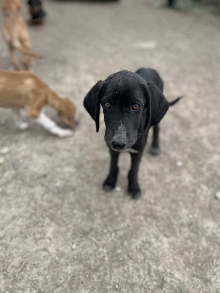 Stevie - Mixed Breed available for adoption