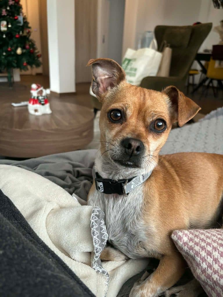 Yuki - Mixed Breed available for adoption