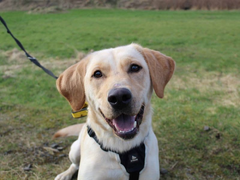 Alvie - Labrador Retriever available for adoption