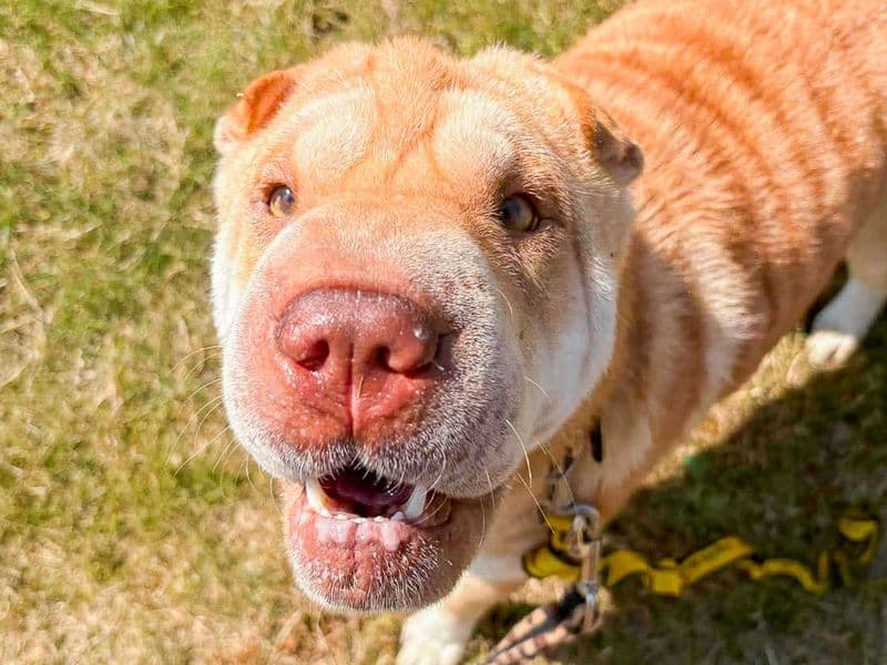 Athena - Shar Pei available for adoption