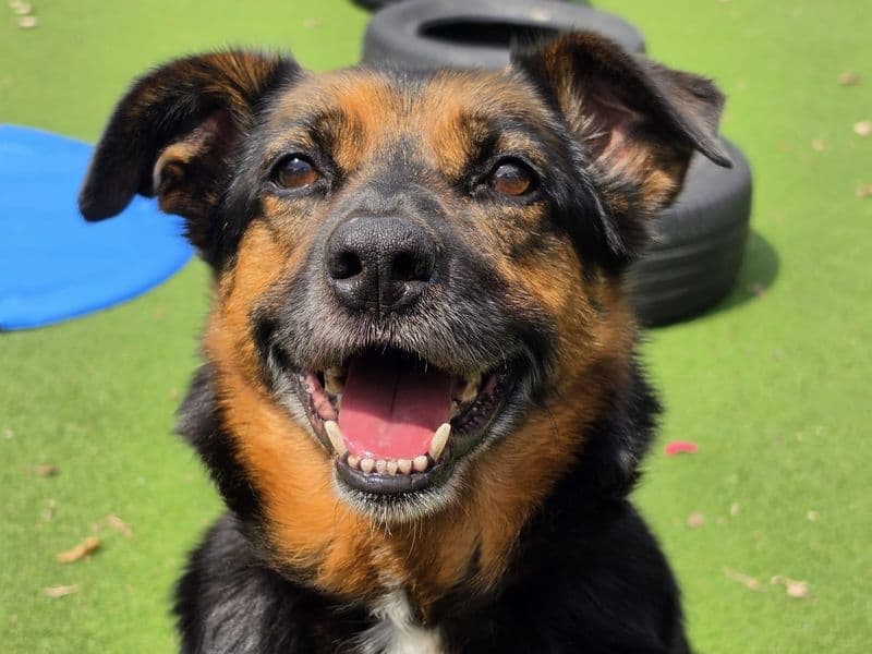 Bark-Tholomew - Mixed Breed available for adoption