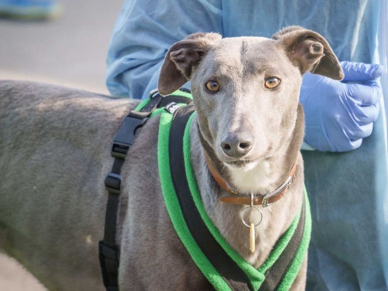 Greyhound rescue dog