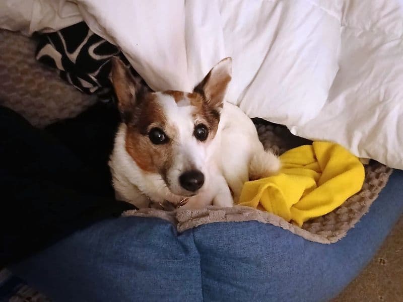 Ben - Pomeranian Cross available for adoption