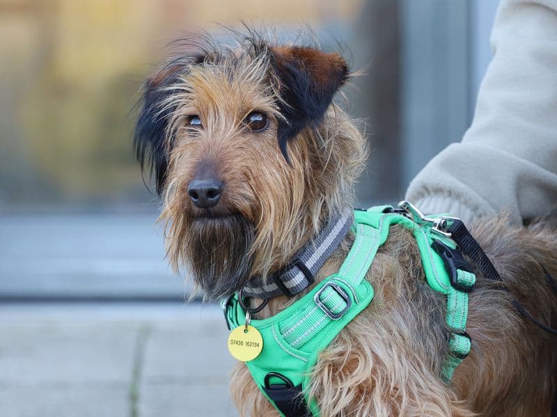 Bernard - Wire Haired Dachshund Cross available for adoption