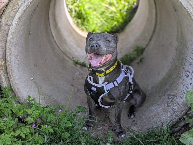Blue - Staffordshire Bull Terrier available for adoption