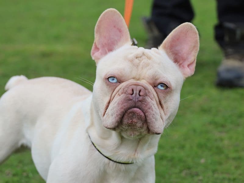 Bruno - French Bulldog available for adoption