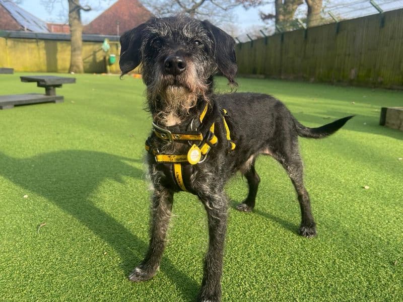 Charlie - Mixed Breed available for adoption