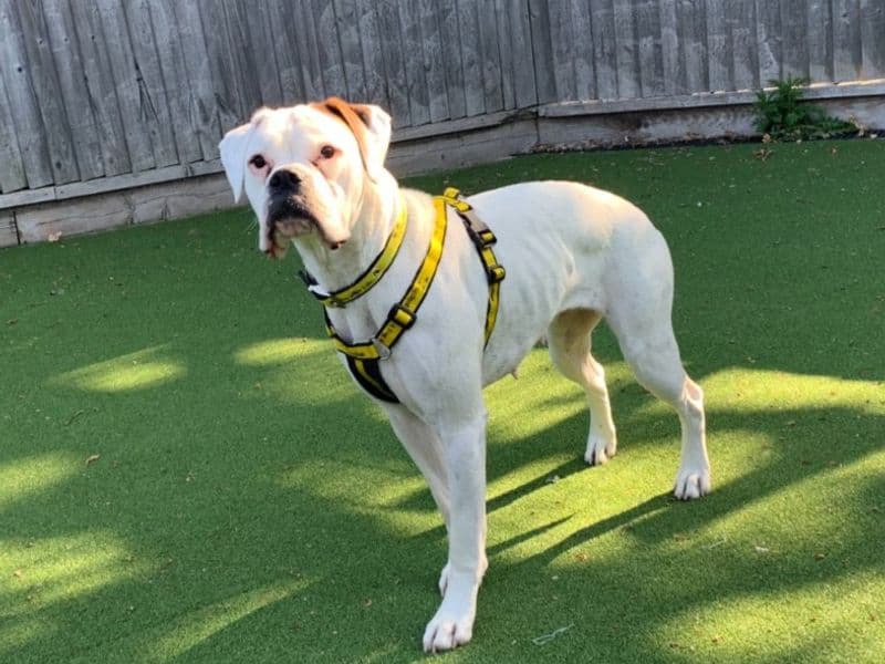 Daisy - Boxer available for adoption