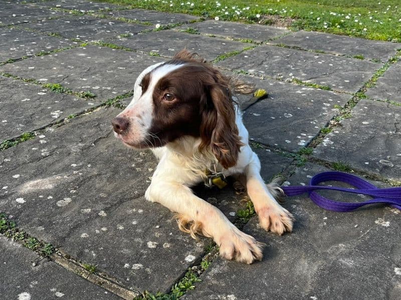 Daniel - English Springer Spaniel available for adoption