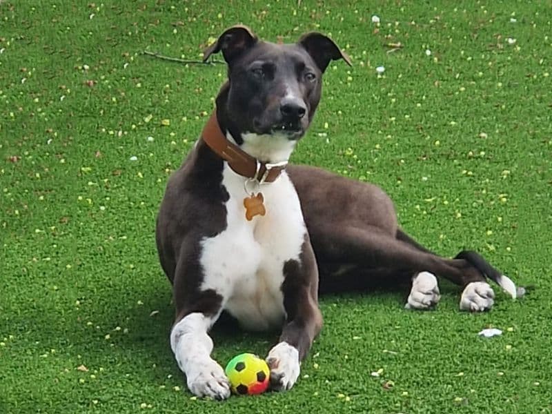 Dave - Lurcher available for adoption