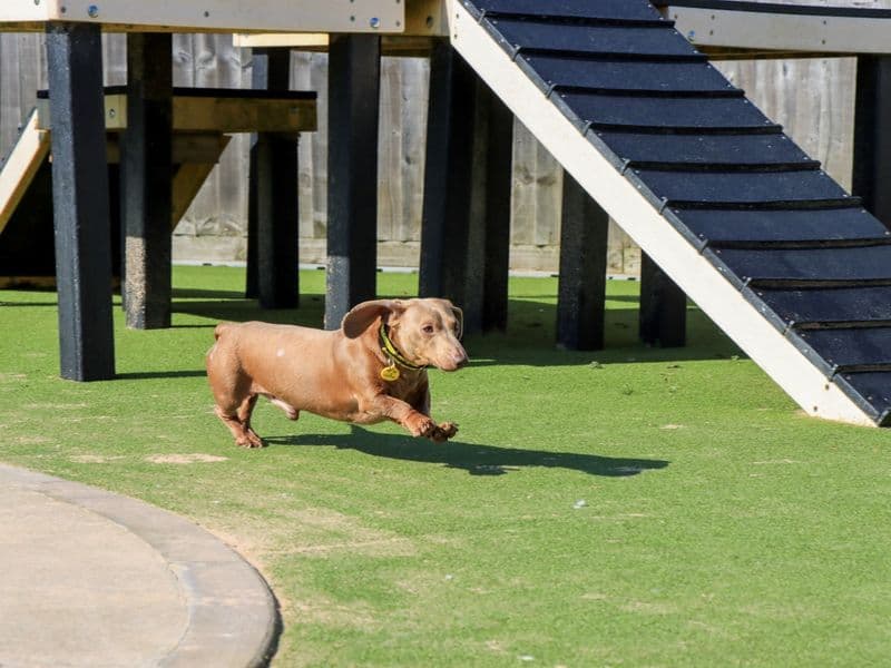 Daximus - Dachshund available for adoption