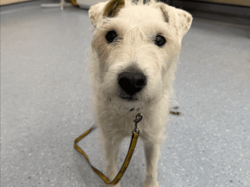 Eddie - Parson Russell Terrier available for adoption